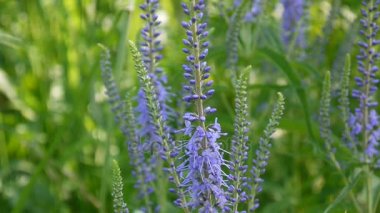 Veronica longifolia. Kır çiçeği alanında. Video görüntüleri statik kamera.