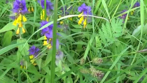 Flores silvestres vaca de madera. Melampyrum nemorosum en el prado de verano — Vídeos de Stock