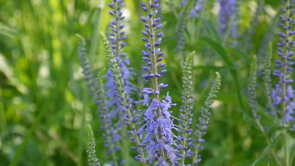 Veronica longifolia. Fleur sauvage dans le champ. Vidéo caméra statique .
