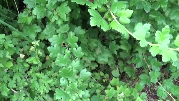 Arbusto de groselha espinhosa verde fresco no jardim de frutas . — Vídeo de Stock