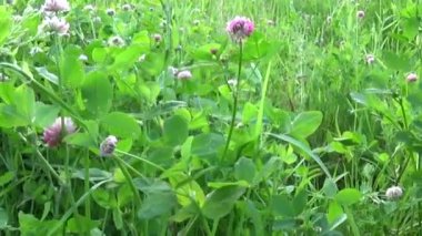 Çayır çimen steadicam kullanarak yaklaşım ile panorama kapatın. Kamera hareketi.