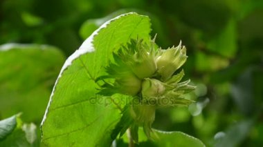 Fındık dalı kapatın. HD video görüntüleri.