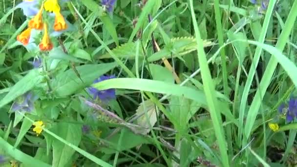 Flores selvagens vaca de madeira. Melampyrum nemorosum no prado de verão — Vídeo de Stock