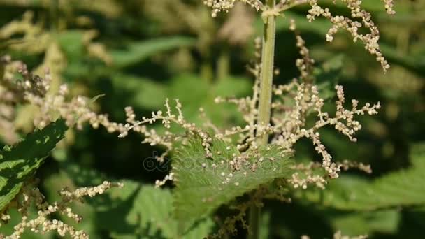 Ortie en fleurs en gros plan dans la brise du vent d'été. Caméra statique vidéo HD 