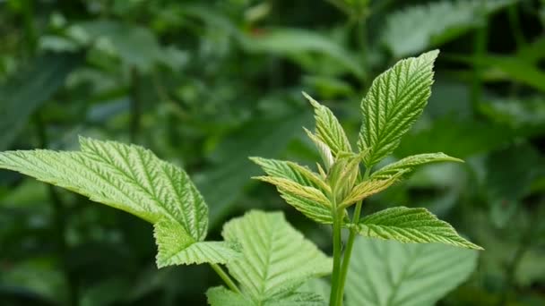 Framboise buisson gros plan balançant dans le vent — Video