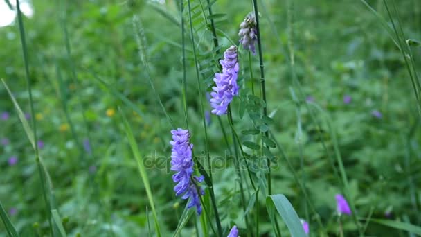 Vetch flowers close up in the field. — Stock Video