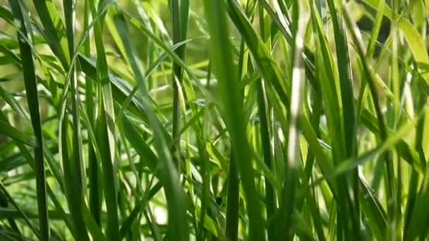 Macro herbe verte brille à travers les feuilles de l'herbe beau fond printemps. Vidéo HD 1920x1080 caméra statique . — Video