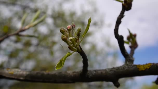 Las ramas primaverales del manzano con los capullos de las flores. Full hd 1080p. Cámara estática de disparo . — Vídeo de stock