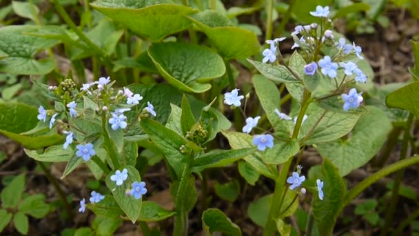 Pomněnka lesní modrá květina. Je obsažen např. Myos tis. Střelba statické kamery. — Stock video