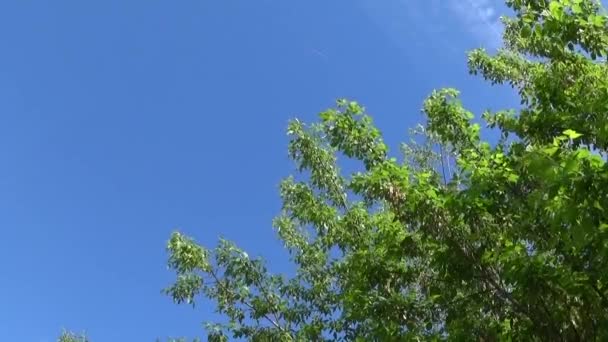 Ash Tree bloemen en vruchten. Takken van fraxinus exelsior boom in de wind op de blauwe hemelachtergrond. Video Hd opnames van statische camera. — Stockvideo