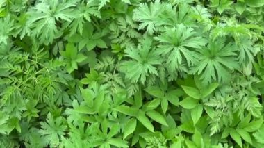 Ağır çekim görüntüleri: yama bir güneşli bahar gününde riner yakınındaki taze genç çimen.