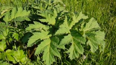 Hogweed yaprakları rüzgarda sway. İnek yabani havuç yaprakları