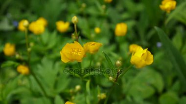 Bahar çiçek Düğünçiçeği soğanlı çiçek açan parlak sarı. Statik kamera çekim.