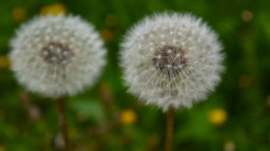 Beyaz hindiba hafif rüzgarda sallandı. Video görüntüleri statik kamera çekim.