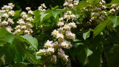 Bahar çiçek kestane ağacından. Statik bir fotoğraf makinesi ile video çekim.