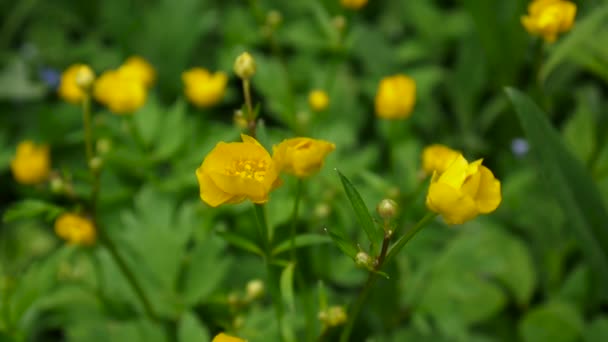 Fel geel bloeiende lente bloem ranunculus bolvormige. Statische camera schieten. — Stockvideo