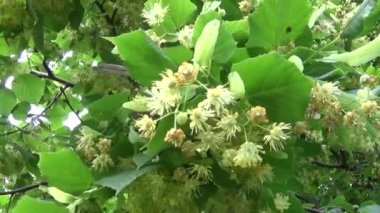 Ihlamur yaprakları ve çiçekleri esen rüzgar ile kapatın. Tilia.