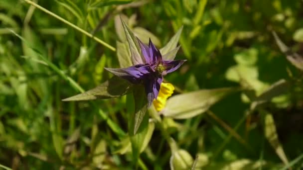 Vadvirágok fa tehén. Melampyrum nemorosum a nyári réten. HD videofelvétel lövés statikus kamera. Kilátás a tetején — Stock videók