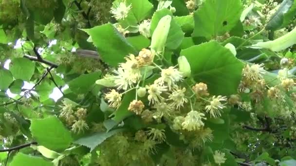 Folhas de tília e flores com vento soprando de perto. Tilia. . — Vídeo de Stock