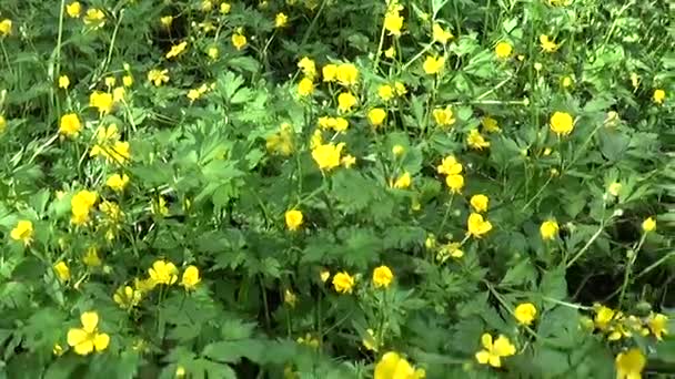 Fioritura giallo brillante fiore primaverile ranuncolo bulboso. Riprese movimento panorama con steadicam . — Video Stock