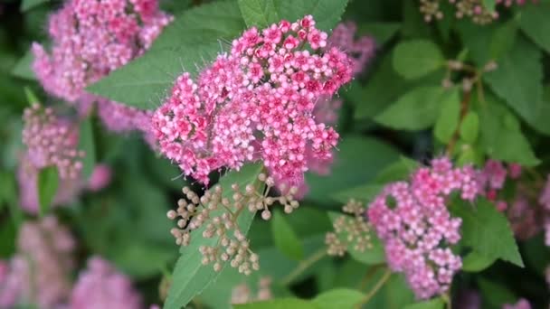 Bush de la floreciente spirea japonesa en el viento. Imágenes de vídeo . — Vídeo de stock