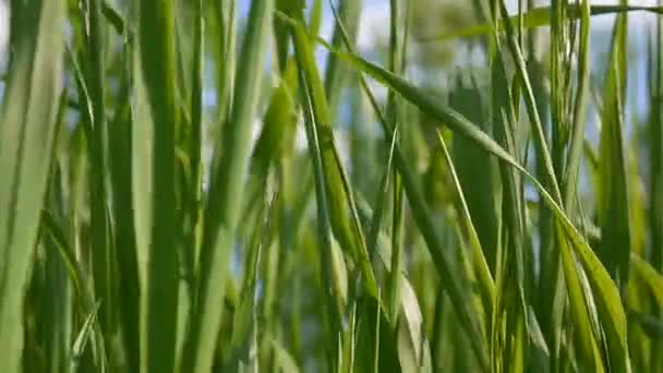 Groen gras macro mooie achtergrond van de zomer. HD videobeelden 1920 x 1080 statische camera. — Stockvideo