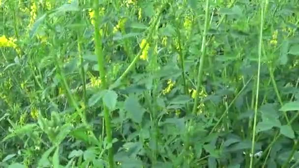Melilotus officinalis blooming in field. HD video footage motion camera. — Stock Video
