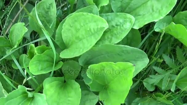 Plantago mayor planta silvestre verde, plátano, planta medicinal. Grabación de vídeo de alta definición con steadicam. Panorama en cámara lenta de hojas vibrantes de cerca . — Vídeos de Stock