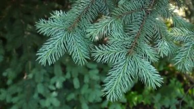 Genç hafif rüzgar esintiyle hareketli köknar ağacı dalı yeşil. Portre.