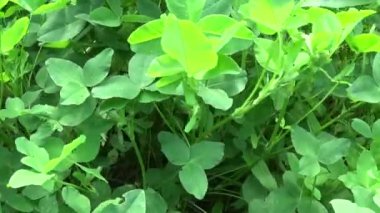 Yeşil taze yonca Hd video görüntüleri hareket kamera Hd video çekim yapraklar. Panorama.