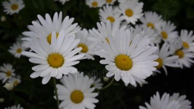 Papatyalar Flowerbed üzerinde büyüyen