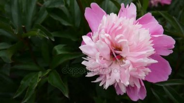 Pembe Şakayık çiçeği makro flowerbed '.