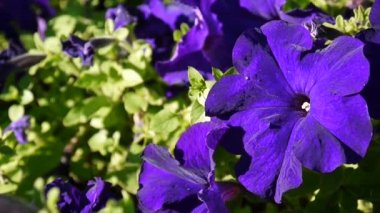 Mor petunyaların esintiyle sallanan