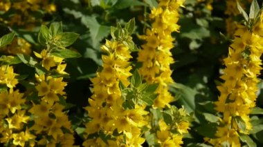 Bahçede Lysimachia vulgaris, sarı çiçek. Loosestrife, moneywort