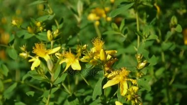 St Johns wort, tıbbi bitki çiçek alanında.