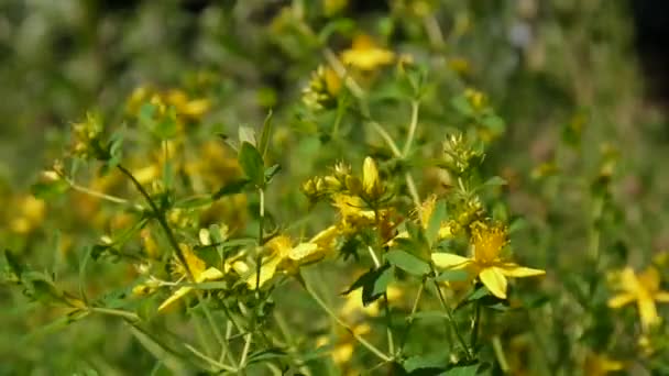 Erva St. Johns, planta medicinal com flor no campo . — Vídeo de Stock