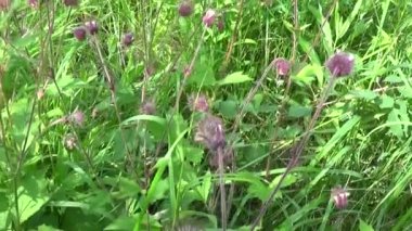 Su avens, mor avens Geum rivale bataklıkları ve nemli çayırları yetişir. Panorama hareketli kamera.