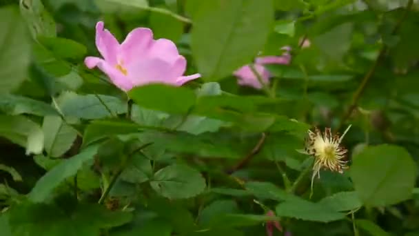 Rosa flor salvaje rosa primer plano. Video filmado por una cámara estática . — Vídeo de stock