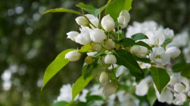 Güzel çiçek açması elma ağacı Rüzgar bahar olarak bahçede. Statik kamera.