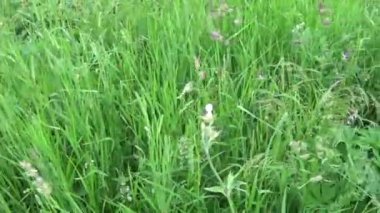 Ayrığı Dactylis glomerata yeşil çimen yaz alan hareket yatay panorama fotoğraf görüntüleri steadicam ile kapatma