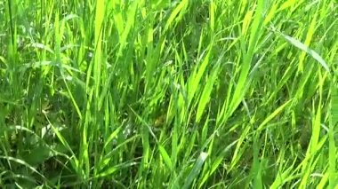 Yeşil çim makro parlar güzel çimen yaprakları ile arka plan bahar. HD video görüntüleri 1920 x 1080 hareket kamera yatay panorama.