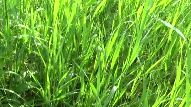 Grönt gräs makro lyser igenom bladen av gräset vacker bakgrund våren. HD video antal fot 1920 x 1080 motion kamera horisontella panorama. — Stockvideo