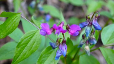 Lathyrus vernus çiçek bahar orman gölgede mor. Statik kamera çekim. Hafif Rüzgar.