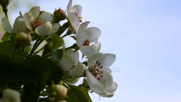 Hermoso manzano en flor en la primavera del viento en el jardín. Cámara estática . — Vídeo de stock