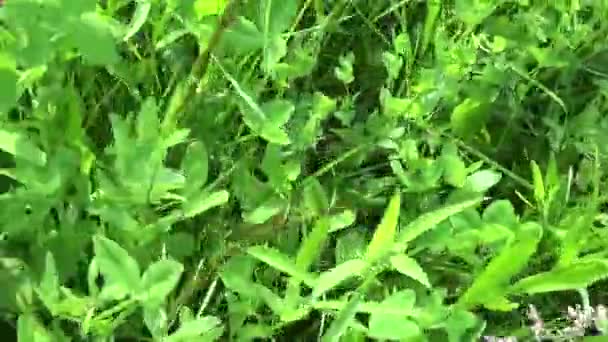 उन्हाळ्यात फील्ड मोशन कॅमेरा बंद फुटेजमध्ये फुलांसह हिरवा गवत. स्टॅडीकॅमसह पॅनोरामा . — स्टॉक व्हिडिओ