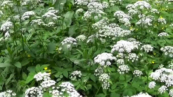 Floreciente hierba aegopodium podagraria en verano. Planta silvestre medicinal. Panorama en vivo, moviendo la cámara . — Vídeos de Stock