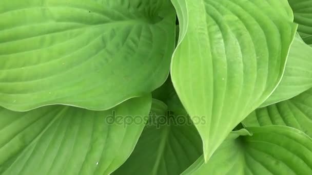 Hojas verdes frescas de planta hosta en el jardín. Grabación de vídeo de alta definición con steadicam. Panorama en cámara lenta de hojas vibrantes de cerca . — Vídeos de Stock