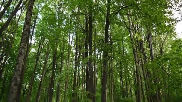 Panorama dal basso verso l'alto, del Parco senza persone con alberi, sentiero, panca in legno e urna . — Video Stock