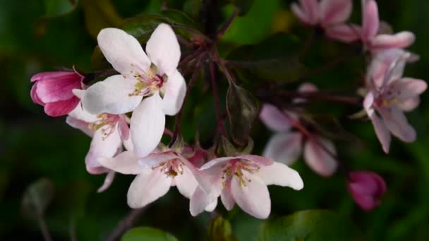 Beautiful pink blossoming apple tree on wind spring in the garden. Static camera. — Stock Video