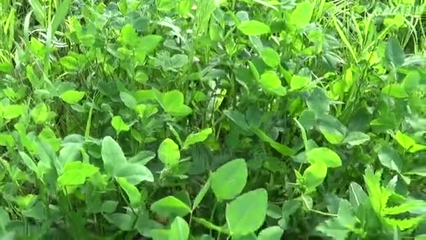 Vert trèfle frais feuilles vidéo HD caméra de mouvement prise de vue vidéo HD. Panorama . — Video